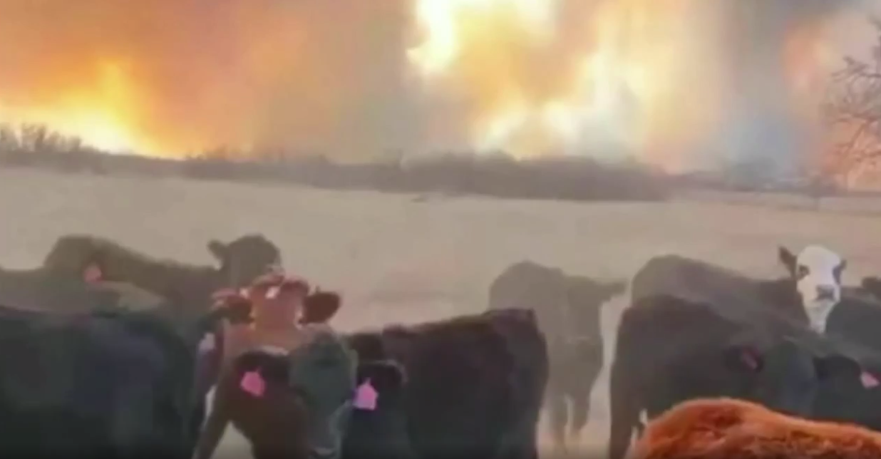 Cattle fall victim to the fire
